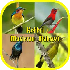 Cerecetan Kolibri Masteran APK download