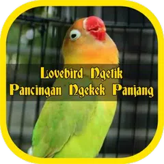 download Lovebird Ngetik Pancingan Ngekek Panjang Offline APK