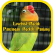 Lovebird Ngetik Pancingan Ngekek Panjang Offline