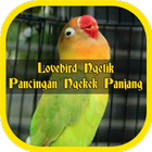 Lovebird Ngetik Pancingan ícone