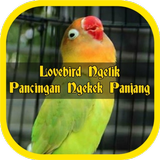 Lovebird Ngetik Pancingan أيقونة