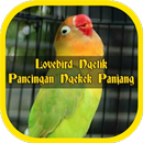 APK Lovebird Ngetik Ngekek Panjang