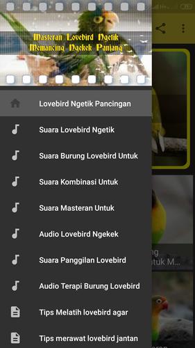 Lovebird Ngetik Pancingan For Android Apk Download