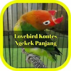 Lovebird Kontes Ngekek Panjang Offline APK download