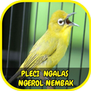 APK Pleci Ngalas Ngerol Nembak Offline