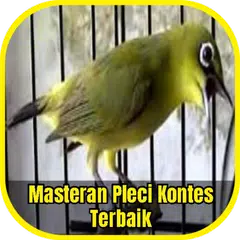 Masteran Pleci Kontes Terbaik APK download