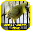 Masteran Pleci Kontes Terbaik