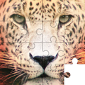 Enigmas para animais