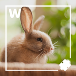 1 image et quelques mots