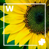1 word APK