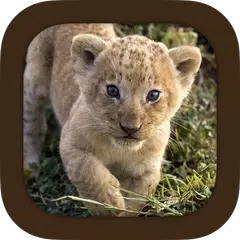 Animal Sounds APK download