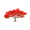 Royal Poinciana