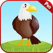 Aprende Aves Animales Juegos