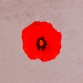 Pillars On Poppy Hills