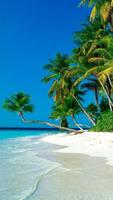 palm Tree wallpaper ポスター