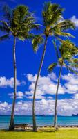 palm Tree wallpaper スクリーンショット 3