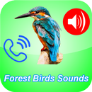 أصوات الطيور و العصافير بدون نت - أصوات الغابة aplikacja