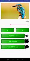 أصوات الطيور و العصافير بدون نت - أصوات الغابة bài đăng