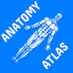 Anatomy Atlas for Students - L