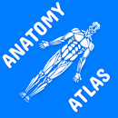 Anatomy Atlas for Students - L APK
