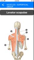 Anatomy Atlas for Students - P الملصق