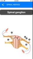 Anatomy Atlas for Students - P تصوير الشاشة 1