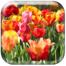 गार्डन वॉलपेपर एच.डी. APK