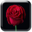 خلفيات الزهور HD APK
