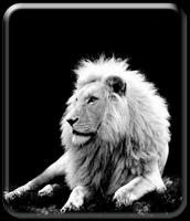 Roaring Lion Wallpaper HD Poster