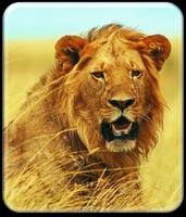 Roaring Lion Wallpaper HD captura de pantalla 1