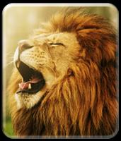 Roaring Lion Wallpaper HD captura de pantalla 2