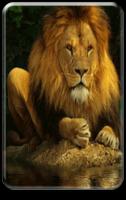 Lion Live Wallpaper screenshot 2