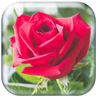 Red Rose Wallpaper HD icône