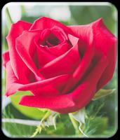 Rote Rose Hintergrund HD Plakat