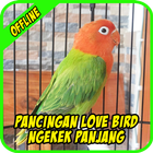 Pancingan Lovebird Ngekek Panjang Zeichen