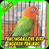 Pancingan Lovebird Ngekek Panjang Plakat