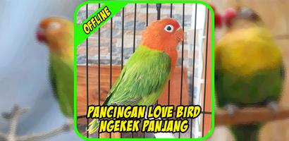 Pancingan Lovebird Ngekek Panjang Screenshot 1