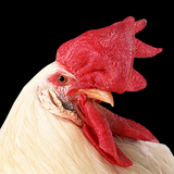 Istana Ayam Tua ikon