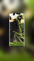 Panda Cute Wallpaper screenshot 2