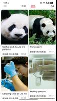 PandaJoy ポスター