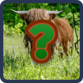 Animal Quiz Game