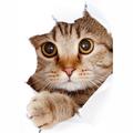 Cute Cats wallpapers HD+