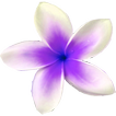 Flowers live wallpaper
