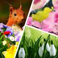 Spring wallpaper HD+