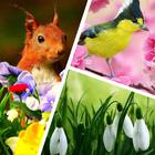 Spring wallpaper HD+ 圖標