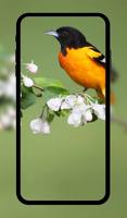 Spring wallpaper HD+ 截圖 1
