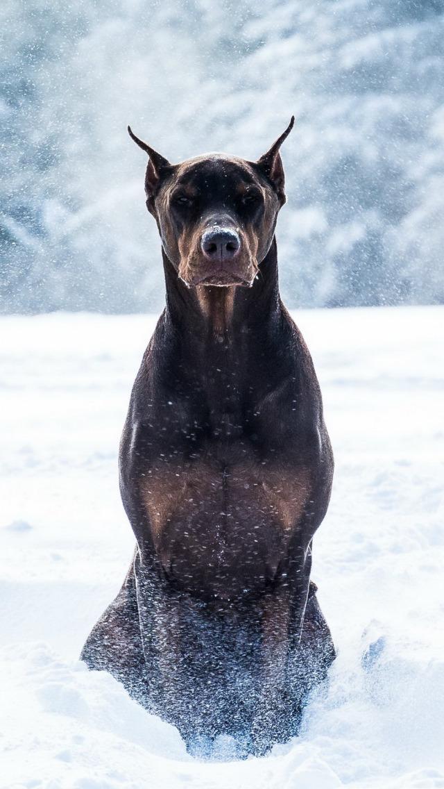 Fondos de Pantalla Perros APK للاندرويد تنزيل Fondos de Pantalla Perros APK للاندرويد تنزيل
