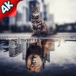Cat Mirror Tiger Wallpapers