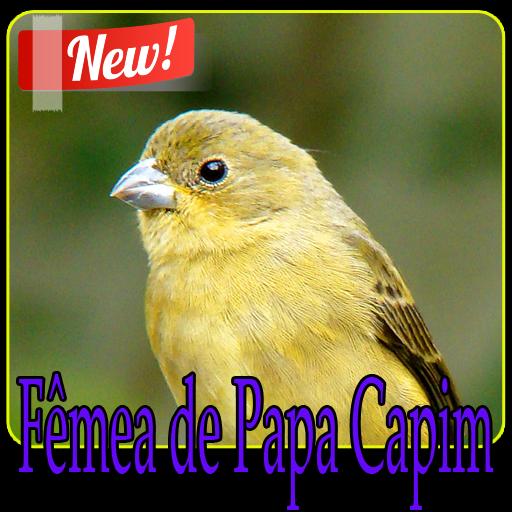 Fêmea de Papa Capim APK برای دانلود اندروید