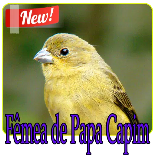 Fêmea de Papa Capim Chamando APK for Android Download